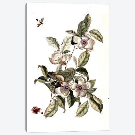 Goldcrest, Ichneumon Wasp & Silky Camellia Canvas Print #CAT67} by Mark Catesby Art Print