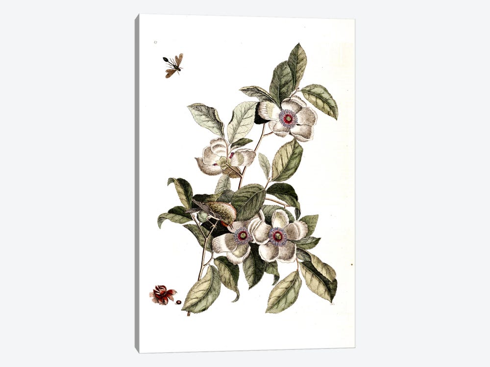 Goldcrest, Ichneumon Wasp & Silky Camellia by Mark Catesby 1-piece Canvas Art