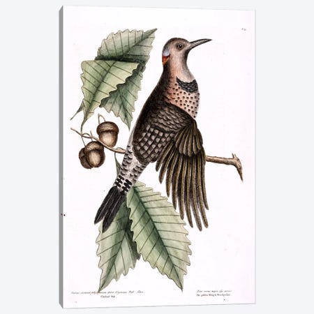 Golden-Winged Woodpecker & Chesnut Oak Canvas Print #CAT68} by Mark Catesby Canvas Artwork