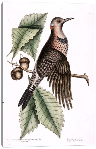 Golden-Winged Woodpecker & Chesnut Oak Canvas Art Print - Oak Tree Art