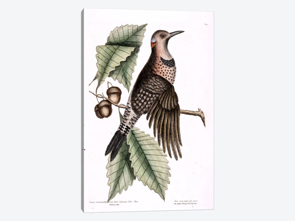 Golden-Winged Woodpecker & Chesnut Oak by Mark Catesby 1-piece Canvas Print