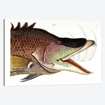 Great Hogfish Canvas Print #CAT69} by Mark Catesby Canvas Wall Art