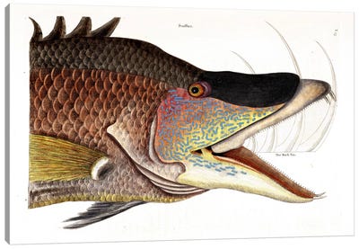 Great Hogfish Canvas Art Print