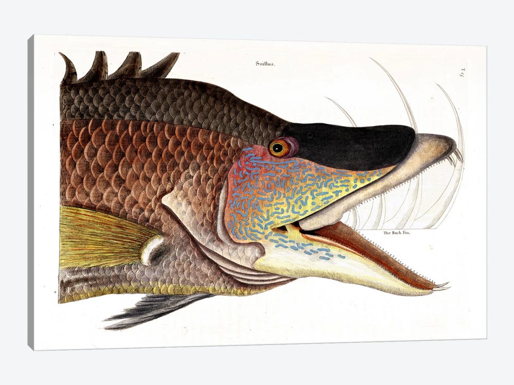 Great Hogfish by Mark Catesby 1-piece Canvas Wall Art