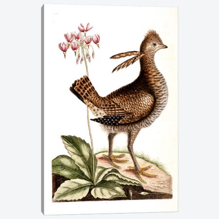 Greater Prairie Chicken & Shooting Star Canvas Print #CAT70} by Mark Catesby Canvas Art Print