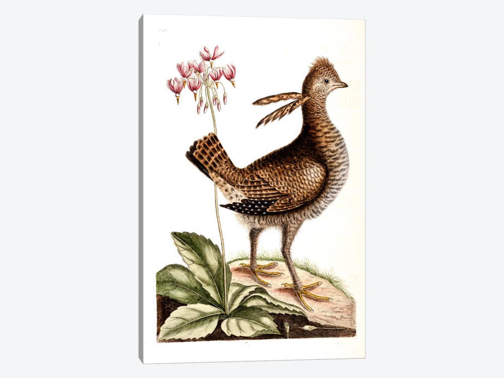 Greater Prairie Chicken & Shooting Star by Mark Catesby 1-piece Canvas Artwork