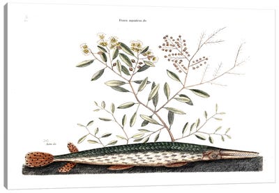 Green Gar Fish & Frutex Aquaticus Canvas Art Print