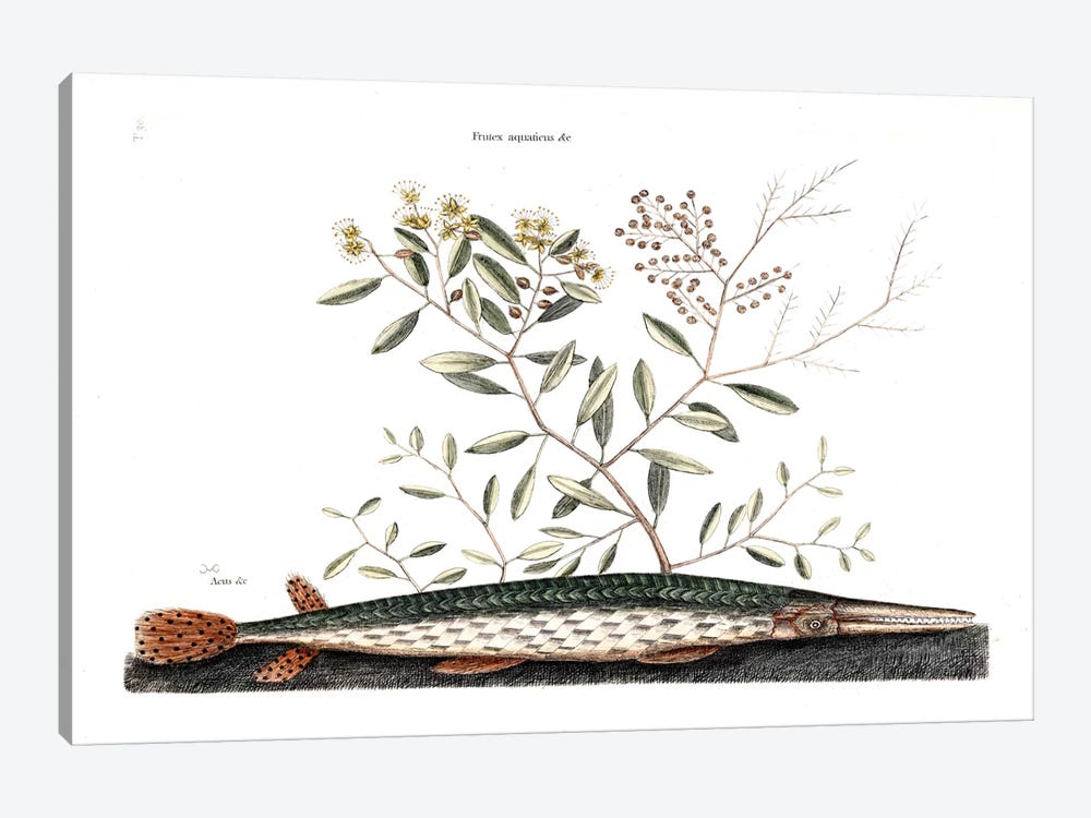 Green Gar Fish & Frutex Aquaticus by Mark Catesby 1-piece Canvas Print