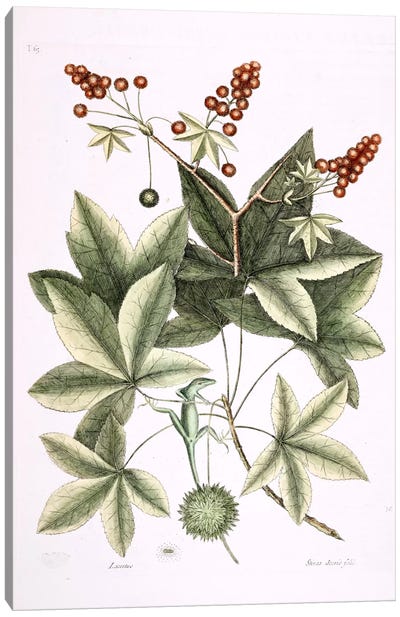 Green Lizard Of Carolina & Sweet Gum Tree Canvas Art Print - Botanical Illustrations