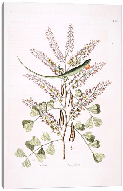 Green Lizard Of Jamaica & Logwood Canvas Art Print - Botanical Illustrations