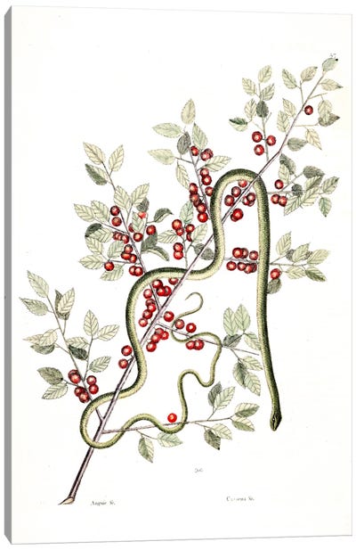 Green Snake & Inkberry Canvas Art Print - Botanical Illustrations