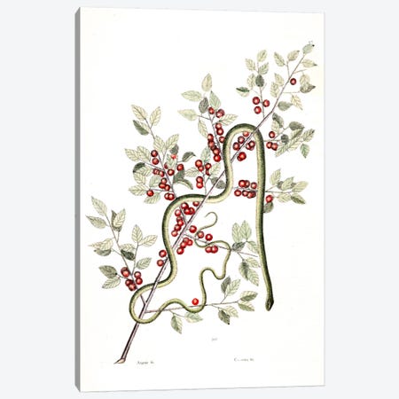 Green Snake & Inkberry Canvas Print #CAT74} by Mark Catesby Canvas Wall Art