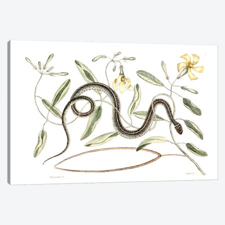 Green Spotted Snake & Vinca Lutea (Hammock Viper's-Tail) Canvas Print #CAT75} by Mark Catesby Canvas Artwork