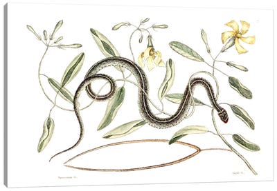 Green Spotted Snake & Vinca Lutea (Hammock Viper's-Tail) Canvas Art Print - New York Botanical Garden