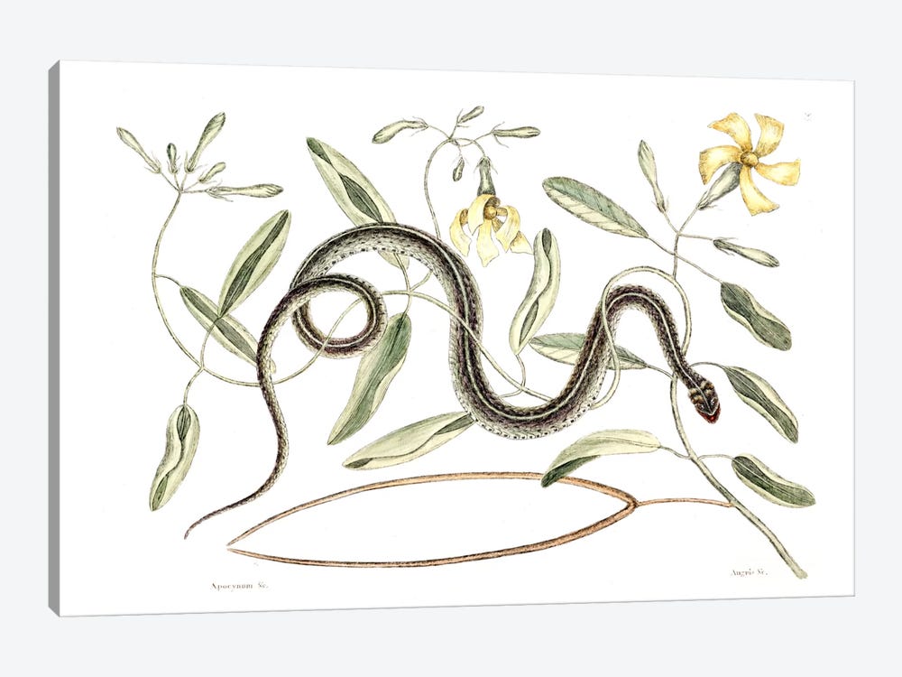 Green Spotted Snake & Vinca Lutea (Hammock Viper's-Tail) by Mark Catesby 1-piece Art Print