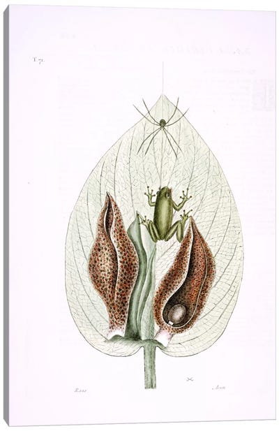 Green Tree Frog & Eastern Skunk Cabbage Canvas Art Print - Frog Art