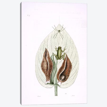 Green Tree Frog & Eastern Skunk Cabbage Canvas Print #CAT76} by Mark Catesby Canvas Art