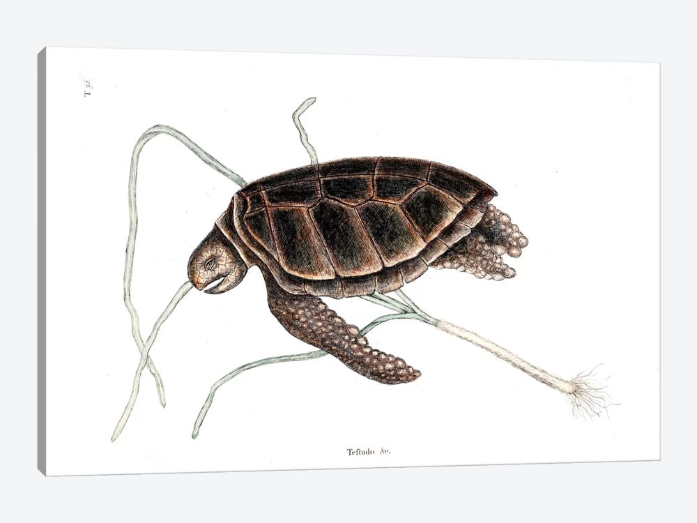 Green Turtle by Mark Catesby 1-piece Art Print