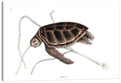 Green Turtle Canvas Art Print - Turtle Art