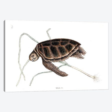 Green Turtle Canvas Print #CAT77} by Mark Catesby Canvas Artwork