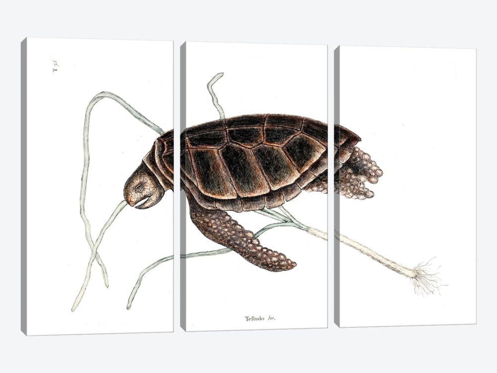 Green Turtle by Mark Catesby 3-piece Canvas Art Print