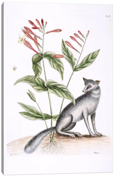 Grey Fox & Indian Pink Canvas Art Print - Botanical Illustrations