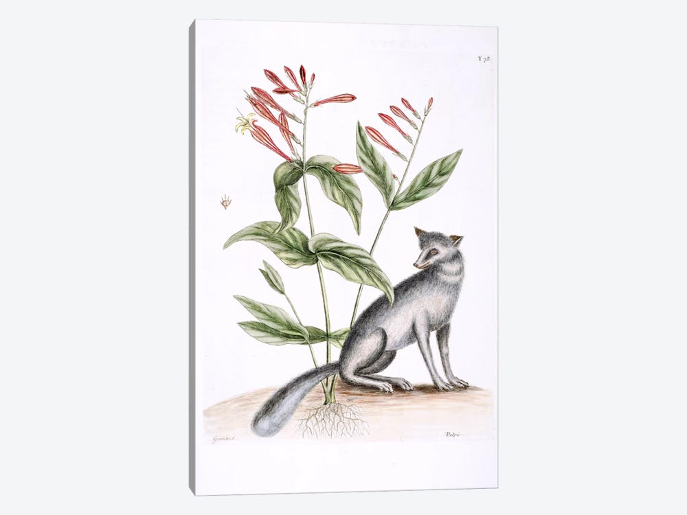 Grey Fox & Indian Pink by Mark Catesby 1-piece Canvas Artwork