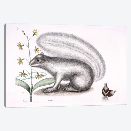 Grey Fox Squirrel & Epidendrum Punctatum Canvas Print #CAT79} by Mark Catesby Art Print