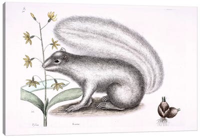 Grey Fox Squirrel & Epidendrum Punctatum Canvas Art Print - Gray & White Art