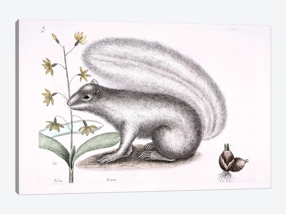 Grey Fox Squirrel & Epidendrum Punctatum by Mark Catesby 1-piece Canvas Art Print