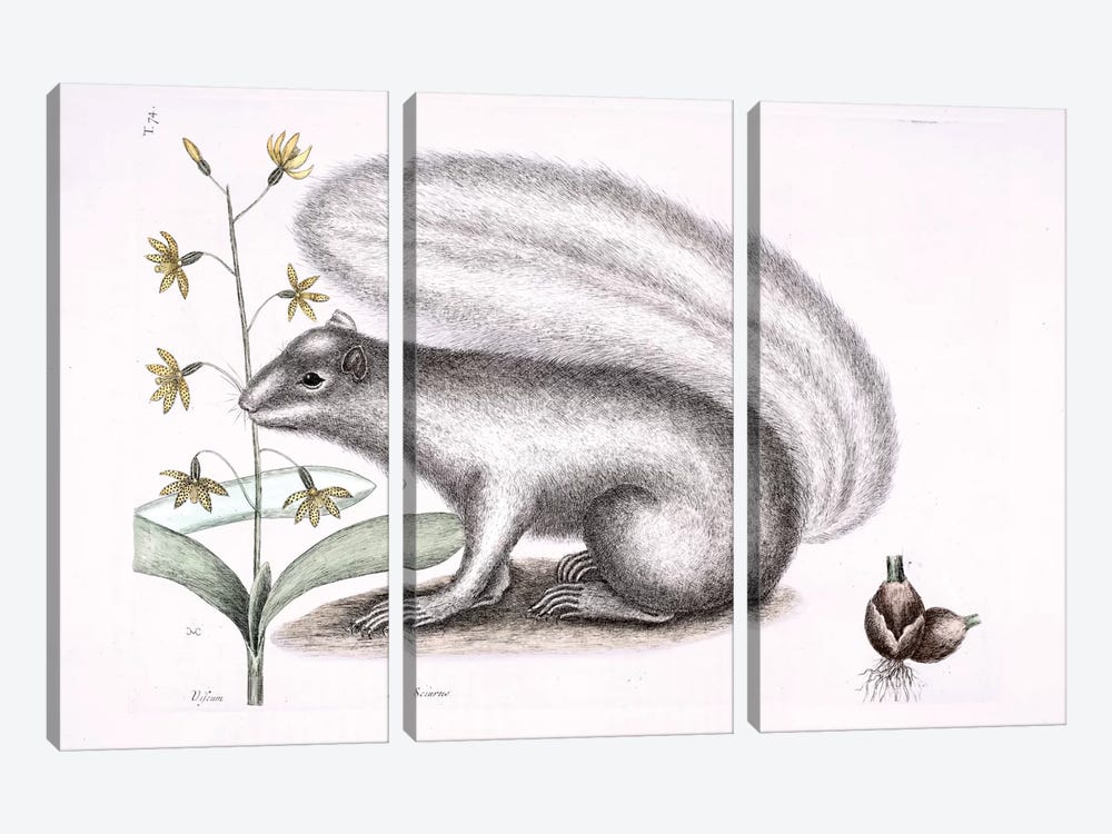 Grey Fox Squirrel & Epidendrum Punctatum by Mark Catesby 3-piece Art Print
