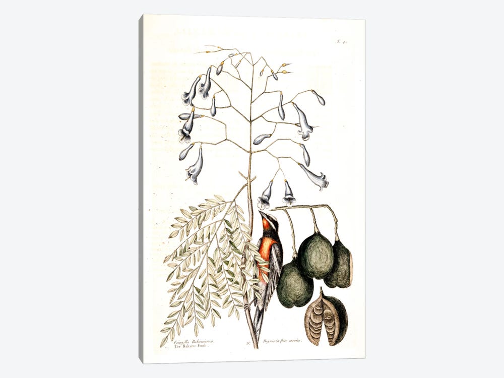 Bahama Finch & Broadleaved Guaiacum With Blue Flowers by Mark Catesby 1-piece Art Print