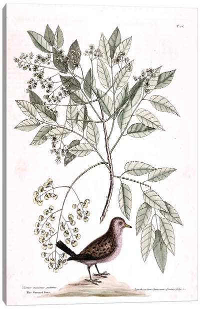 Ground Dove & Toothache Tree Canvas Art Print - Botanical Illustrations