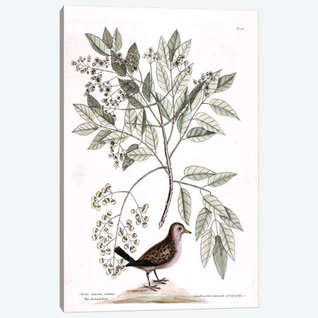 Ground Dove & Toothache Tree Canvas Print #CAT80} by Mark Catesby Canvas Wall Art