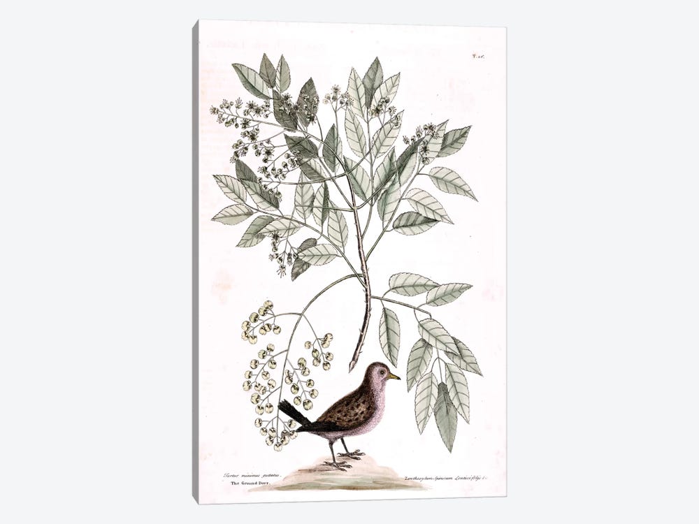 Ground Dove & Toothache Tree by Mark Catesby 1-piece Canvas Print