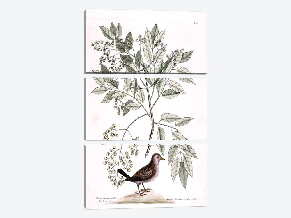 Ground Dove & Toothache Tree by Mark Catesby 3-piece Canvas Art Print