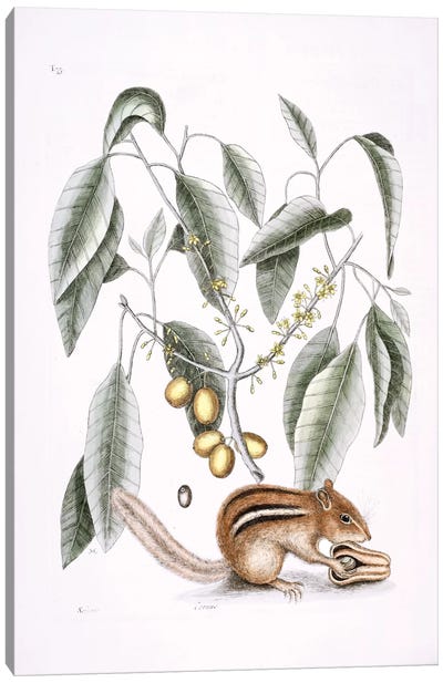 Ground Squirrel & Mastic Tree Canvas Art Print - Squirrel Art