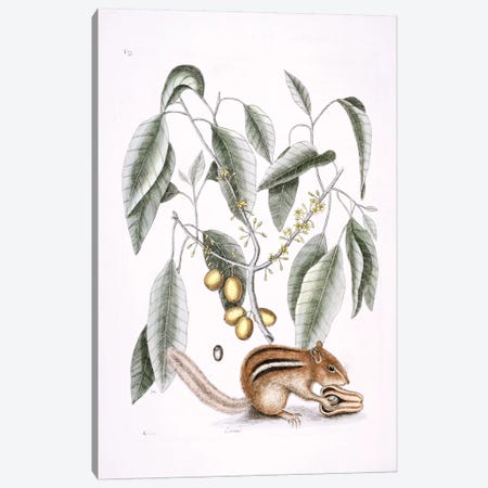 Ground Squirrel & Mastic Tree Canvas Print #CAT81} by Mark Catesby Canvas Art