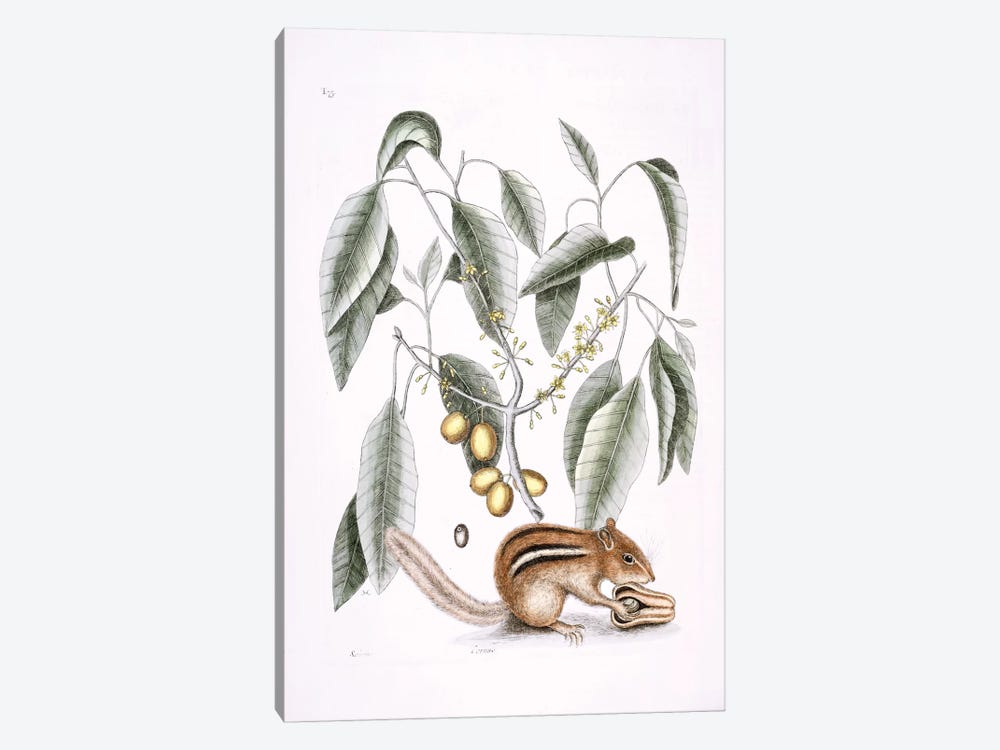 Ground Squirrel & Mastic Tree by Mark Catesby 1-piece Canvas Art