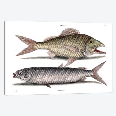 Grunt & Mullet Canvas Print #CAT82} by Mark Catesby Canvas Art