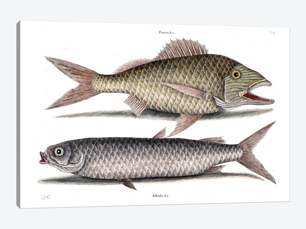 Grunt & Mullet by Mark Catesby 1-piece Canvas Art Print