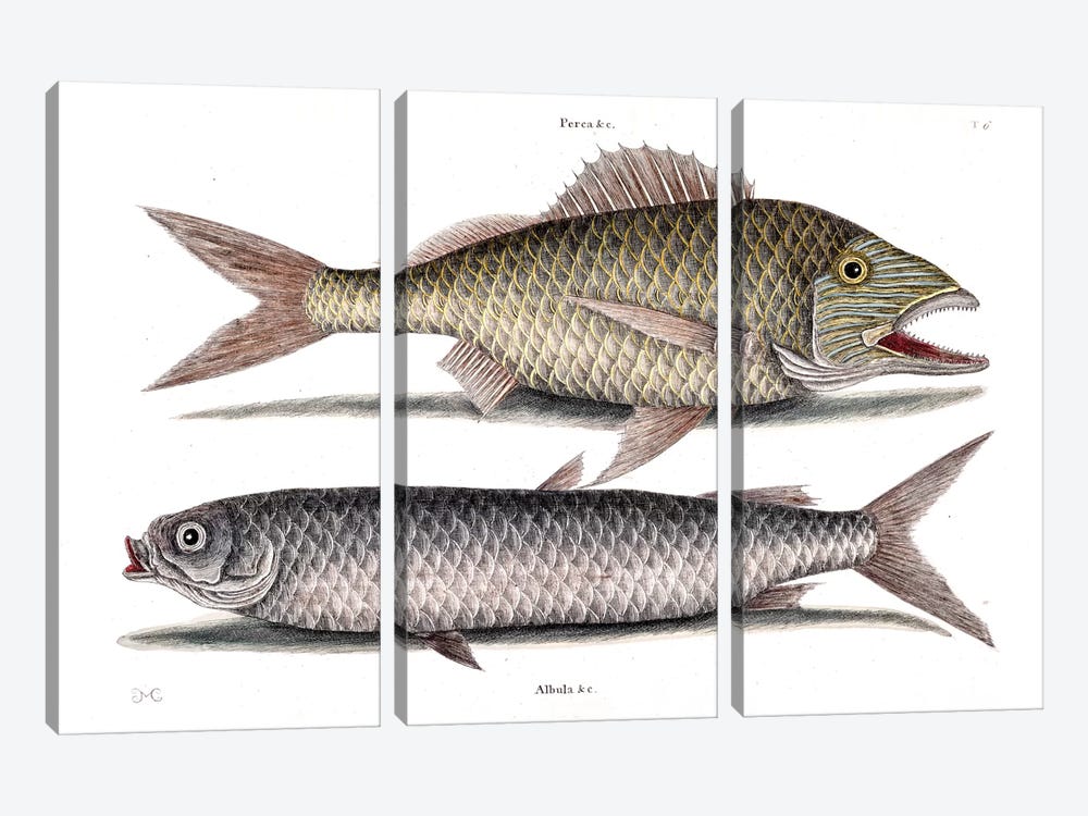 Grunt & Mullet by Mark Catesby 3-piece Canvas Art Print
