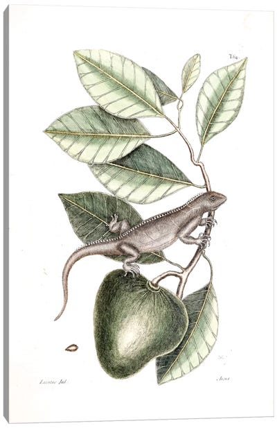 Guana & Alligator Apple Canvas Art Print - Reptile & Amphibian Art