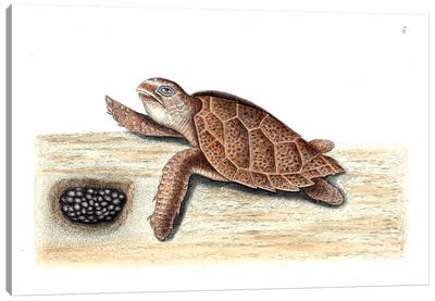 Hawks-Bill Turtle Canvas Art Print - Turtle Art
