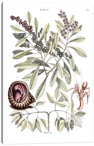 Hermit Crab, Amyris Elemifera (Sea Torchwood) & Conocarpus Erecta (Florida Buttonwood) Canvas Art Print - Fruit Art