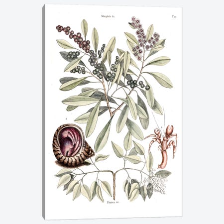 Hermit Crab, Amyris Elemifera (Sea Torchwood) & Conocarpus Erecta (Florida Buttonwood) Canvas Print #CAT85} by Mark Catesby Canvas Print