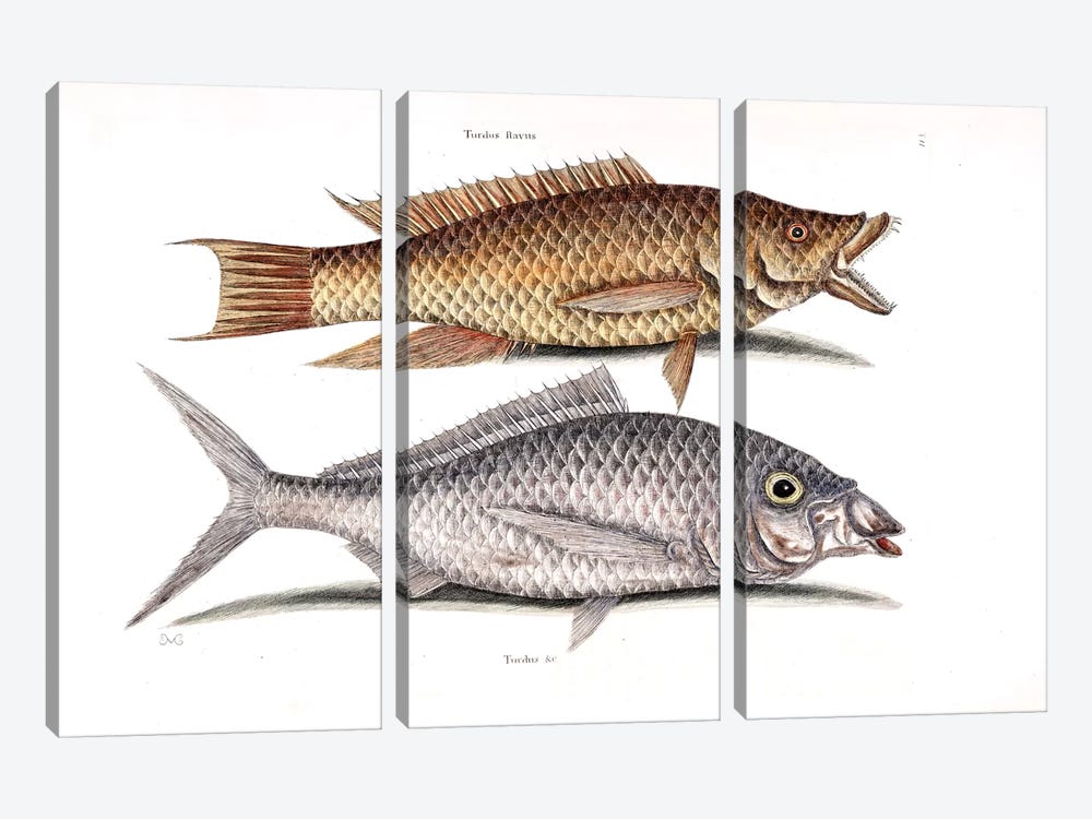 Hog Fish & Shad by Mark Catesby 3-piece Canvas Art