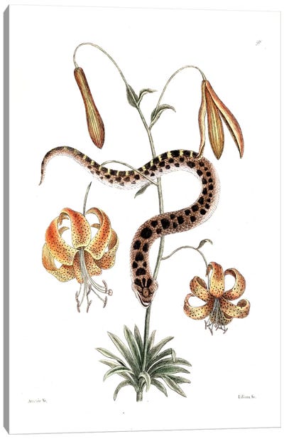 Hog-Nose Snake & Lilium Superbum (American Tiger Lily) Canvas Art Print - Snake Art