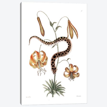 Hog-Nose Snake & Lilium Superbum (American Tiger Lily) Canvas Print #CAT88} by Mark Catesby Canvas Wall Art