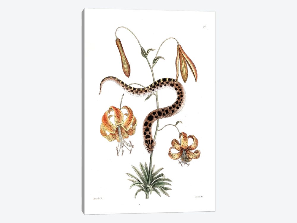Hog-Nose Snake & Lilium Superbum (American Tiger Lily) by Mark Catesby 1-piece Art Print